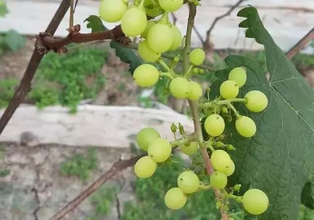 葡萄叶片缺铁怎么施铁,葡萄缺铁叶子有什么变化