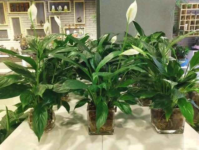 这4种花只要水就可以养活,家中水养的15种花