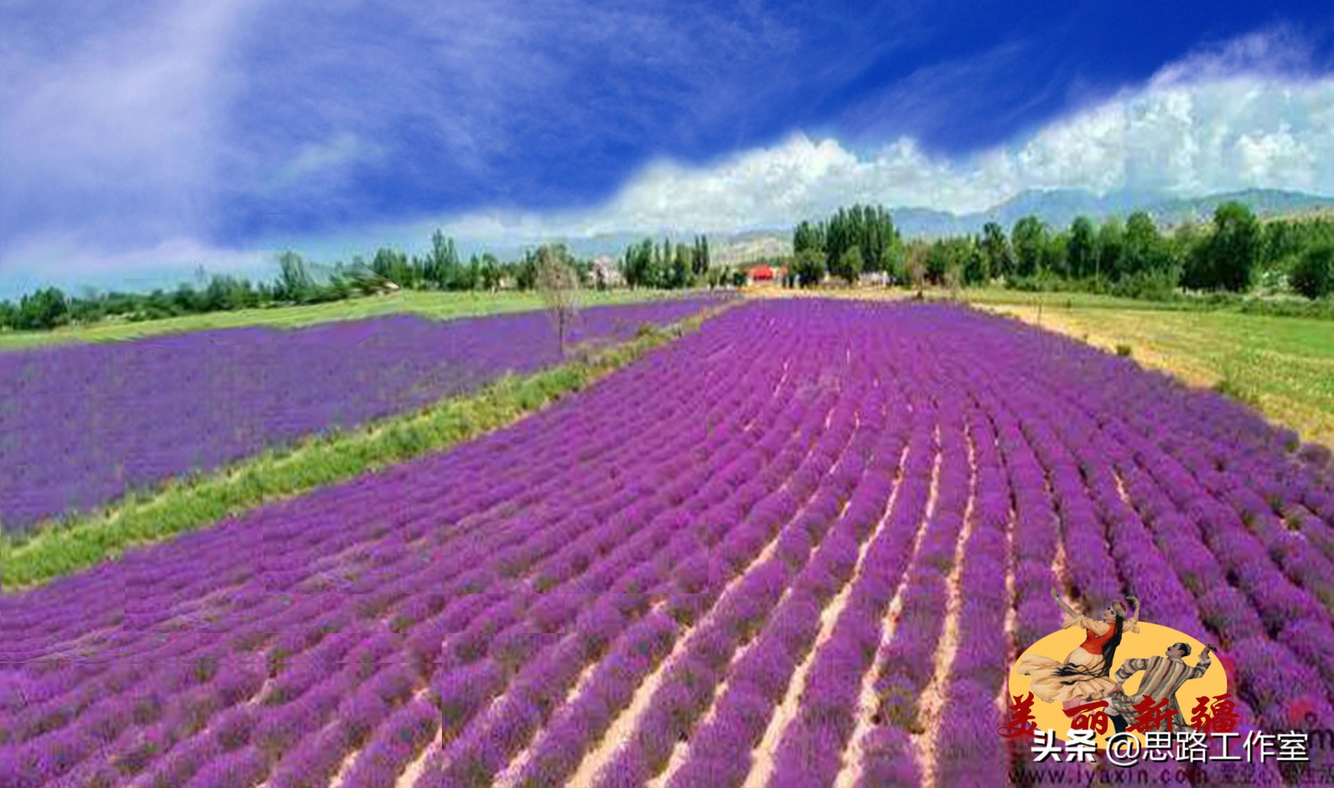 新疆伊犁薰衣草最美风景,伊犁薰衣草和天山花海