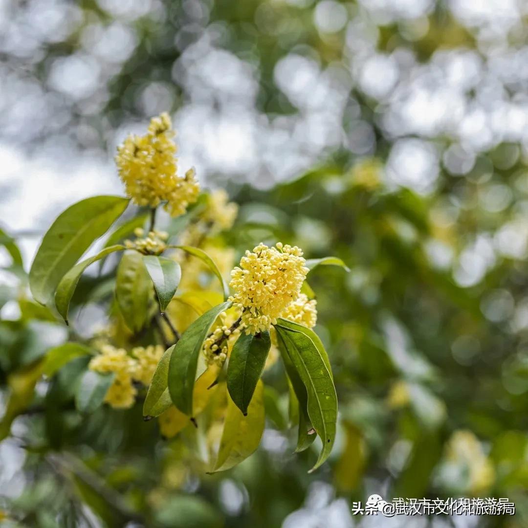 这个季节的武汉满街桂花香,武汉什么地方有桂花香味