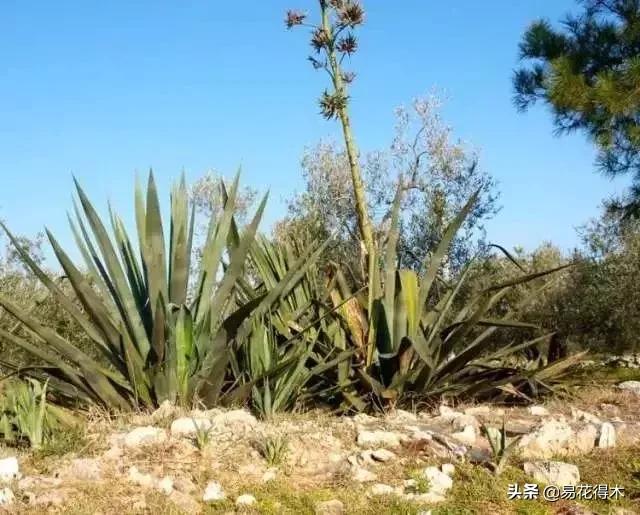丝兰凤尾兰剑麻就是同一种植物吗,龙舌兰和剑兰的区别图片