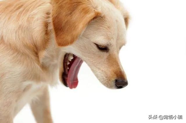 狗狗吞食异物怎么办啊,狗狗卡异物什么症状