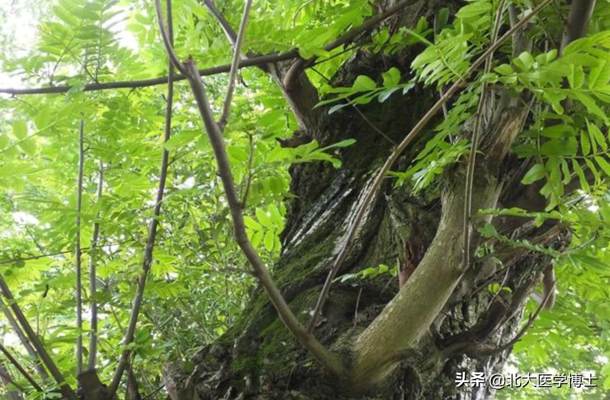 下体瘙痒白带发黄能治愈吗,下体瘙痒白带绿色怎么办