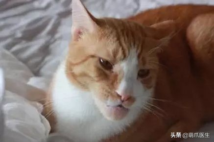 猫被蜜蜂蜇了涂什么好,猫咪被蜜蜂蜇了怎么办