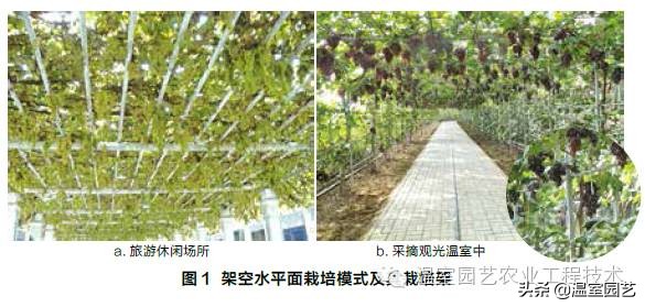 温室葡萄架式管理,温室葡萄种植技术视频