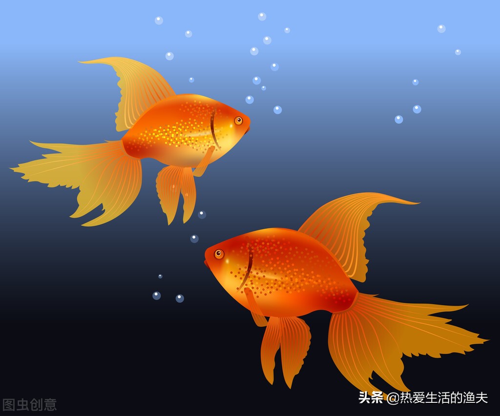 金鱼刚入缸需要一直打氧气吗,金鱼不带氧气泵可以养活吗