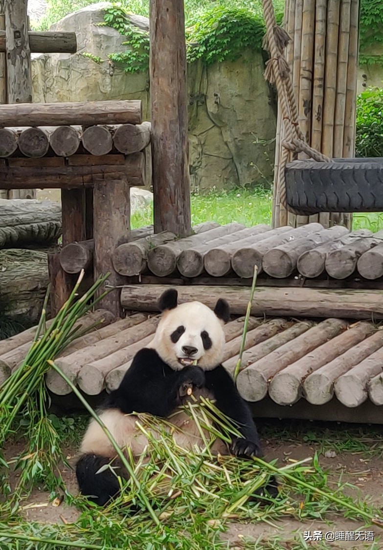 上海浦东森林野生动物园,上海野生动物园65岁以上免票吗