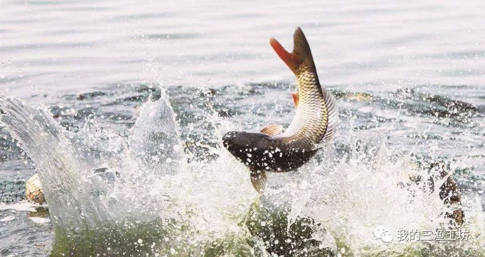 所有钓鱼知识图解图片,还有哪些关于钓鱼的小知识