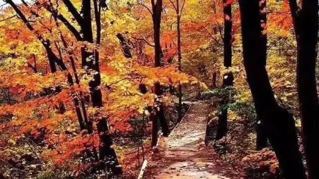 大连哪里的秋色最美呢,大连赏秋景的地方