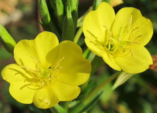 长白山特产十大品牌,长白山特产前十名排行