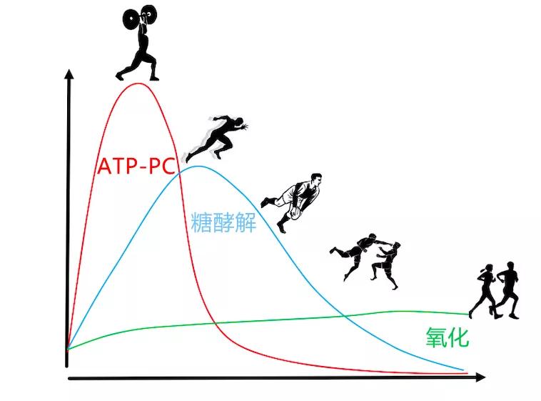 健身要认清补剂肌酸原理,健身补剂肌酸是从哪些食物提炼的