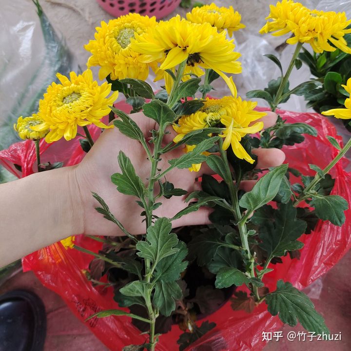 拼多多1元菊花苗,拼多多菊花花苗哪家强