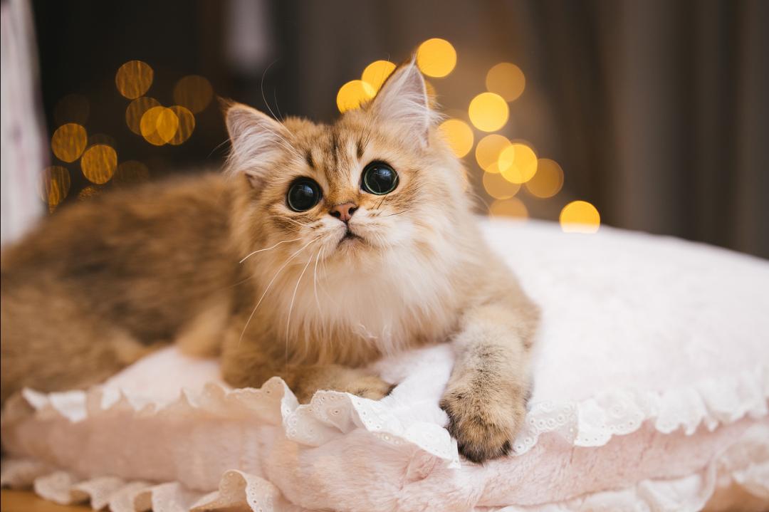 哺乳期的母猫受孕几率高吗,母猫怀孕期间有奶水吗