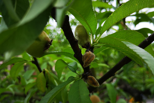 猕猴桃褐腐病防治技巧,如何防治早熟桃僵果现象