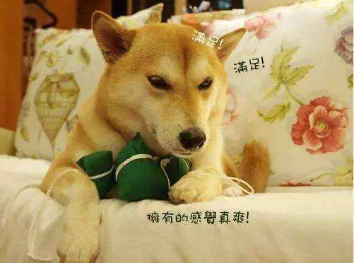 揭秘端午节狗狗可以吃粽子吗,端午节给狗狗准备什么