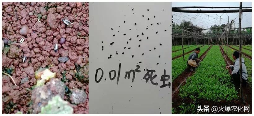 跳甲打甲,跳甲上午打还是晚上打好