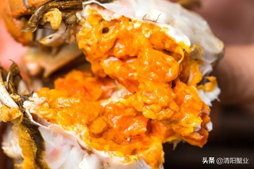 怎么分辨熟母蟹和公蟹的区别,如何区分公蟹还是母蟹