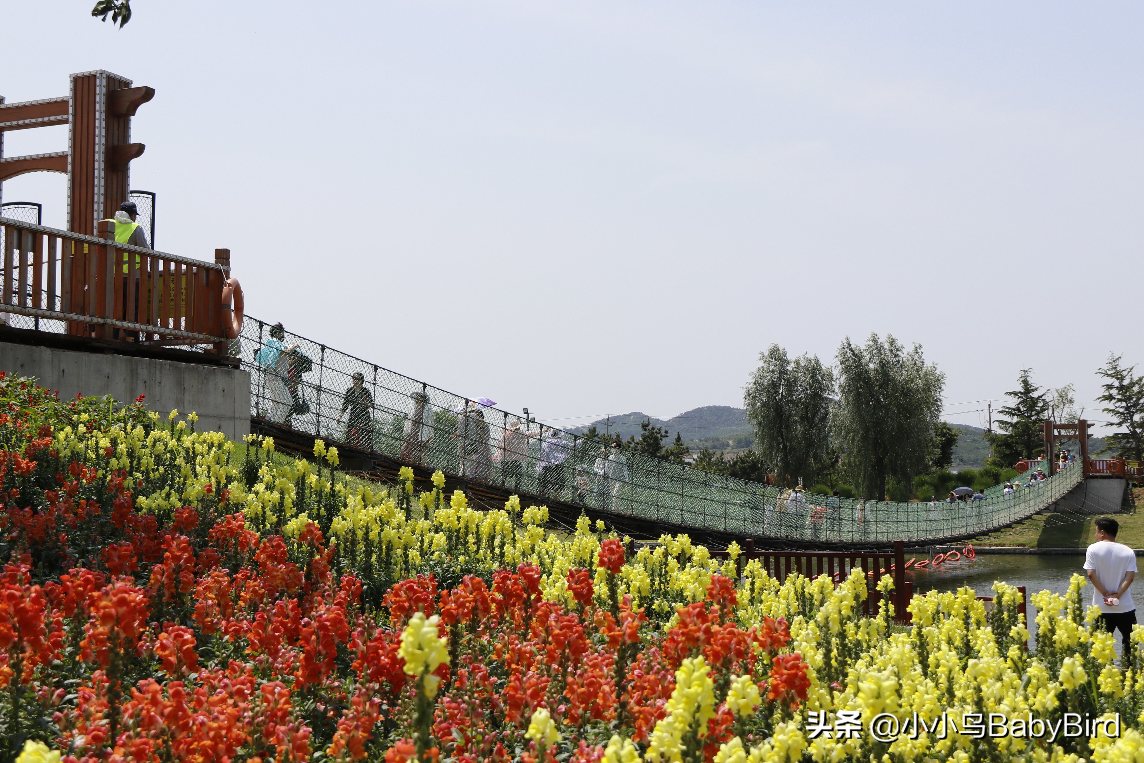 威海羊亭湿地公园深秋的美,大美威海羊亭公园