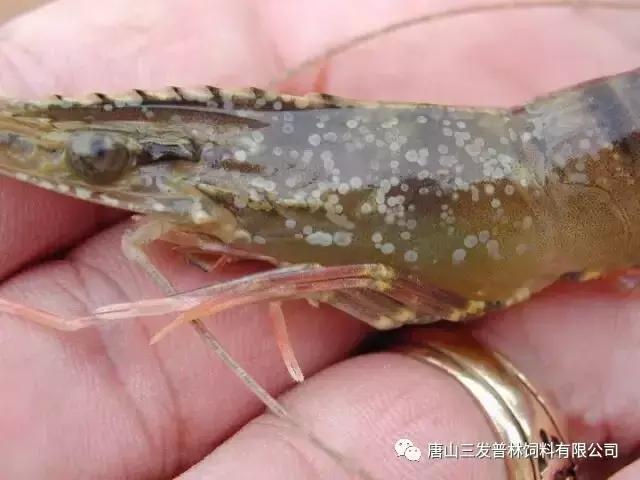 斑节虾是淡水养殖还是海水养殖,微正斑节虾养殖