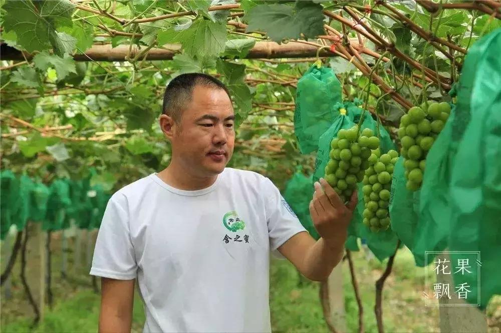 亩产值十万元的品种,亩收入10万元的农作物