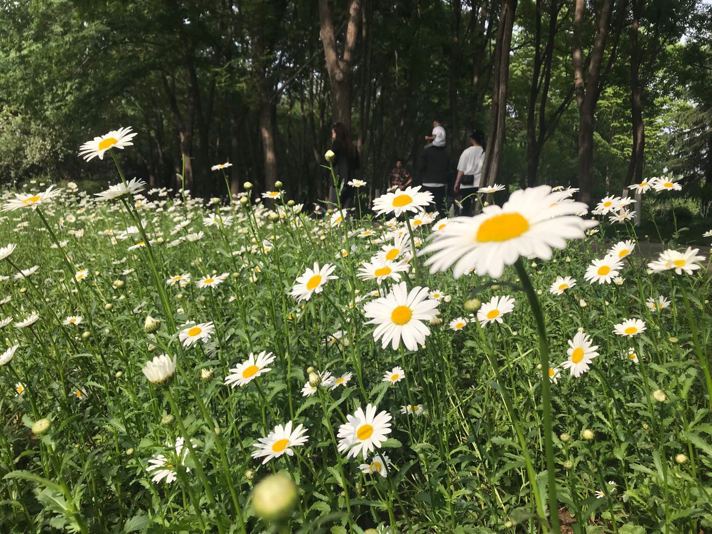 携快乐出发，邀幸福直达—自驾唐DM深圳至洛阳1500公里之旅