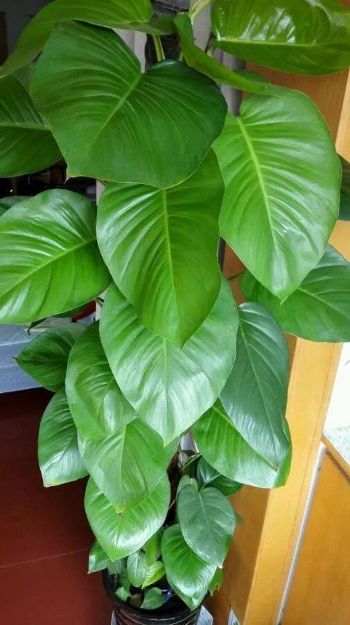 如何养好绿萝叶片又大又绿,养绿萝全靠这几点叶子肥厚不发黄