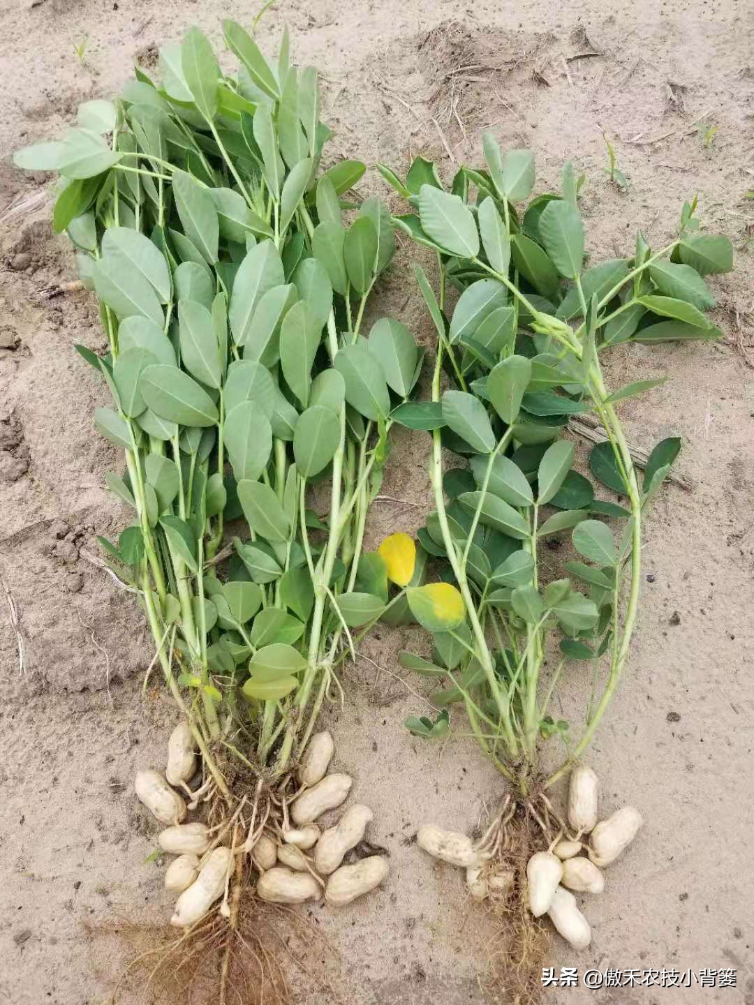 种花生高产施什么肥,作物开花了怎样施肥能多结果