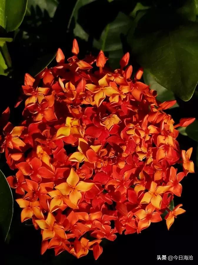 海沧区教育强区,海沧北师大附校喜报