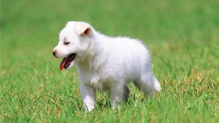 狗狗发烧能吃什么小儿感冒药,狗狗发烧可以打什么退烧针