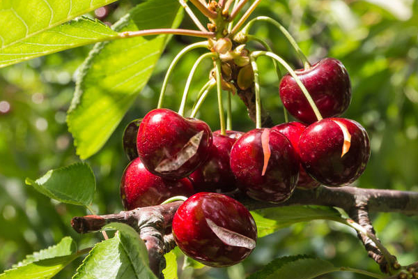 樱桃坐果太多怎么办,樱桃坐果前期注意事项