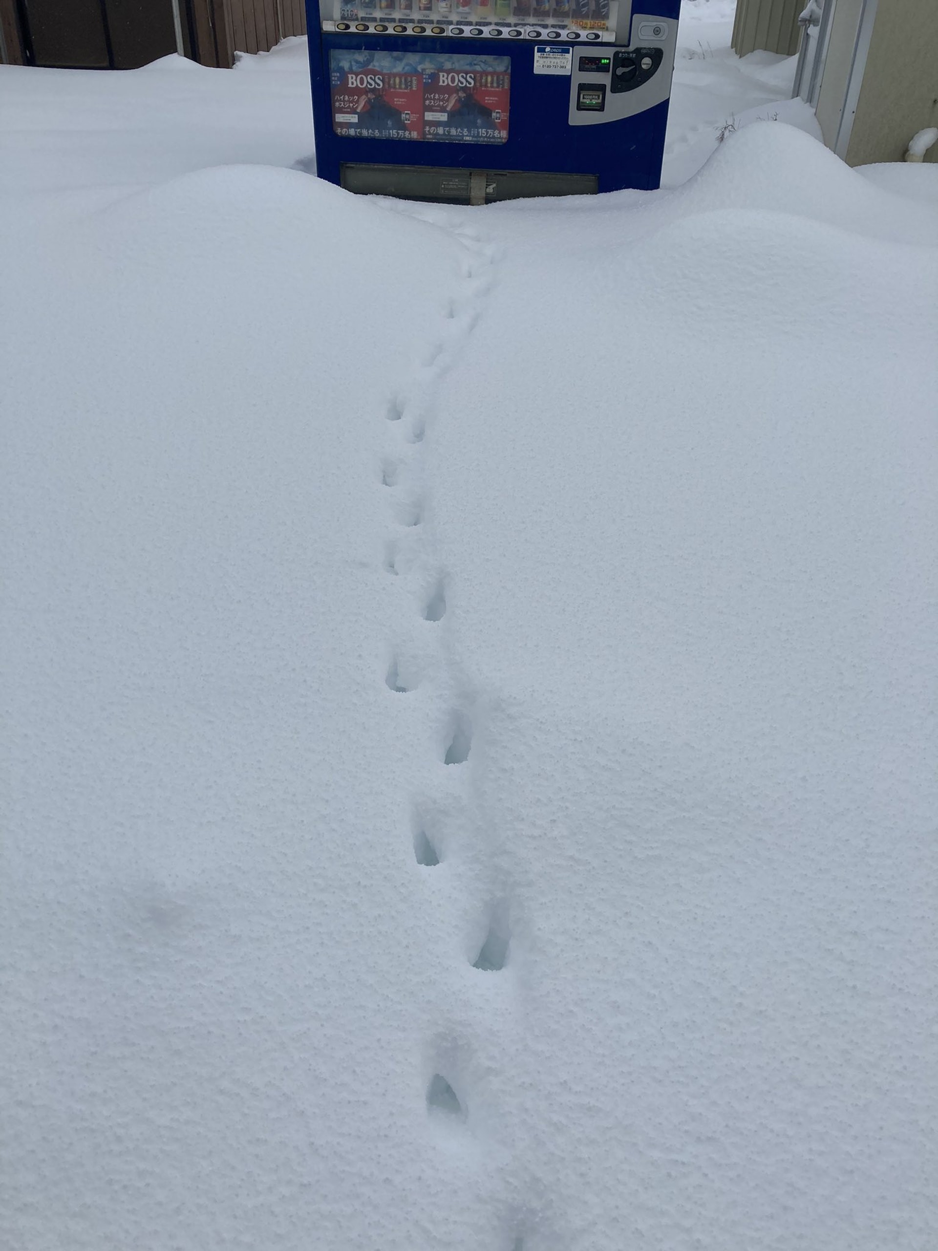 猫咪被困通风井六天救出来,猫咪被困男孩踮脚救助