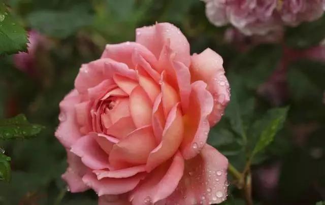 100种玫瑰图片大全,介绍100种不同品种的玫瑰视频