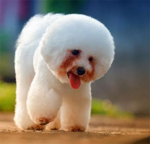 狗狗有泪痕可以用氯霉素眼药水吗,狗狗泪痕的有效处理方法