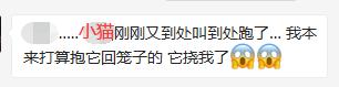 自从接了一只猫回家,突然养猫了很焦虑