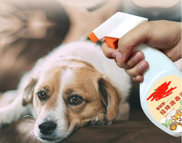 狗狗身上气味难闻怎么处理,狗狗到家吐黄水怎么办