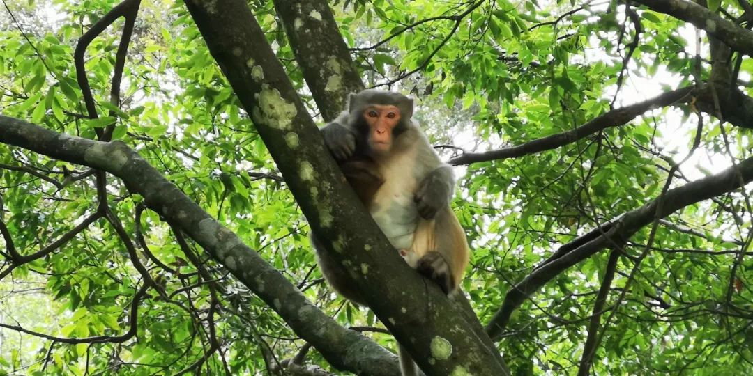 贺州姑婆山景区国家森林公园,贺州姑婆山森林公园路线