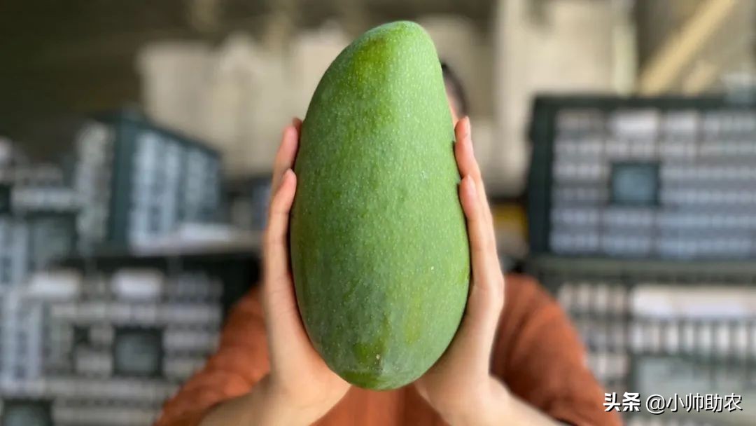 芒果界的“巨无霸”，核薄肉多软糯爽滑，大快朵颐超过瘾