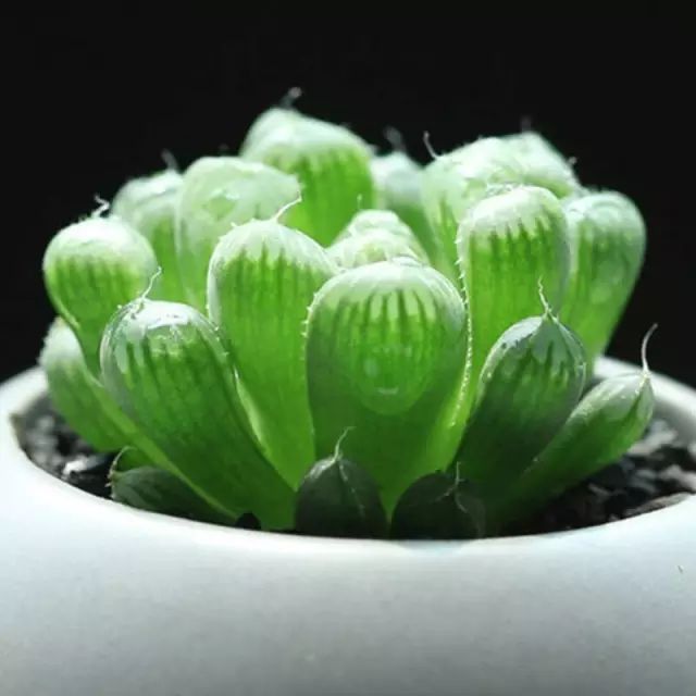 水晶的多肉植物有哪些品种,像水晶的多肉植物图片