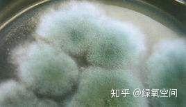 衣服长了霉点,衣服上长霉点是怎么回事