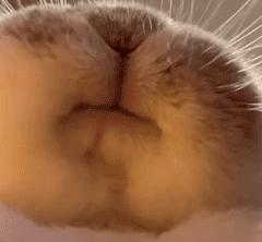 荷尔蒙爆棚的男明星的肌肉,痞帅行走的荷尔蒙男明星