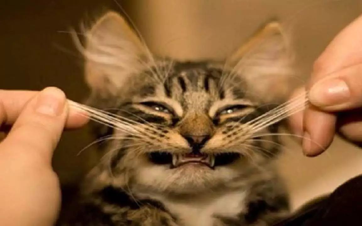 猫咪喵呜的叫是什么意思,猫咪喵的叫一声是什么意思