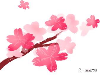 泉城公园芍药花开娇艳欲滴赛牡丹,含苞待放的芍药花娇艳欲滴