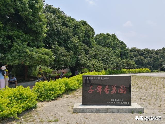 中国荔枝之乡是广西灵山还是广东,广西钦州灵山县是中国荔枝之乡吗