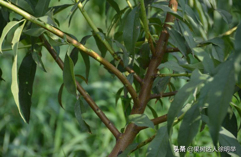 桃养人，可要种好桃，这些桃的特性要了解