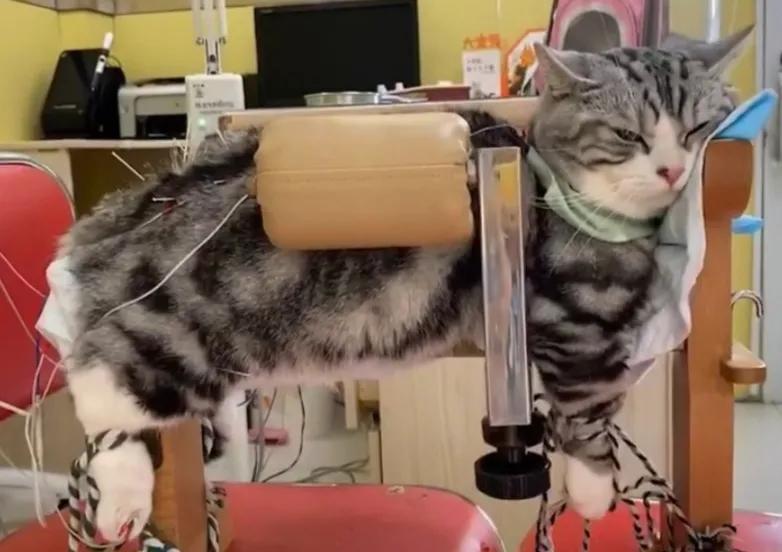 矮脚猫应激后腿无力怎么办,矮脚猫后腿多久能站起来