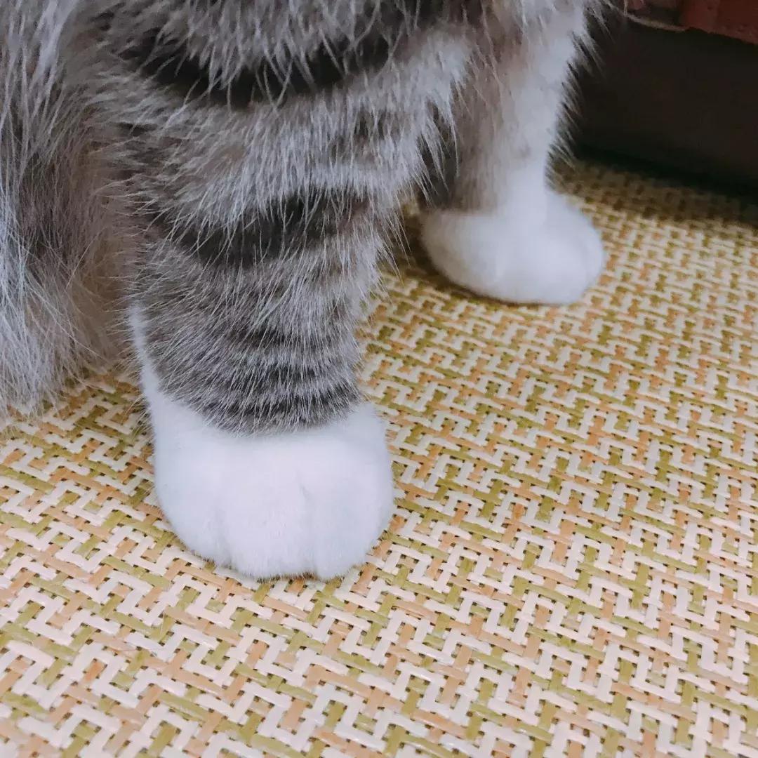 福利社|别抢咯，进来领猫爪杯啦！