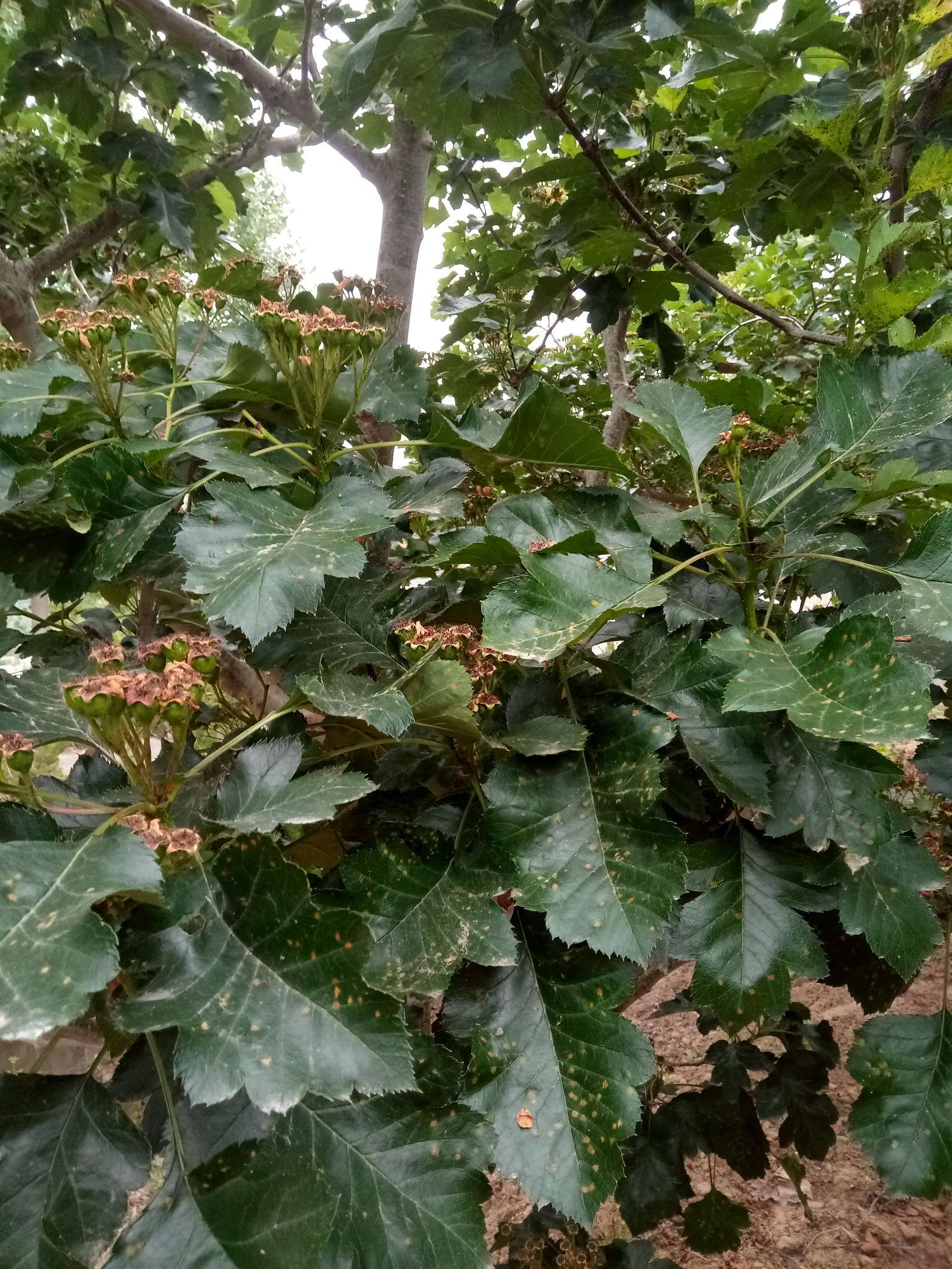 山楂树有什么病虫害如何防治,山楂树已经有锈病怎么治