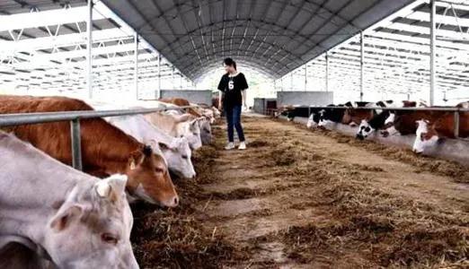 老手养牛20只一年赚多少钱,教养牛20只黄牛一年赚多少钱