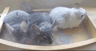 野外的龙猫长什么样子,野外的龙猫生活在哪里