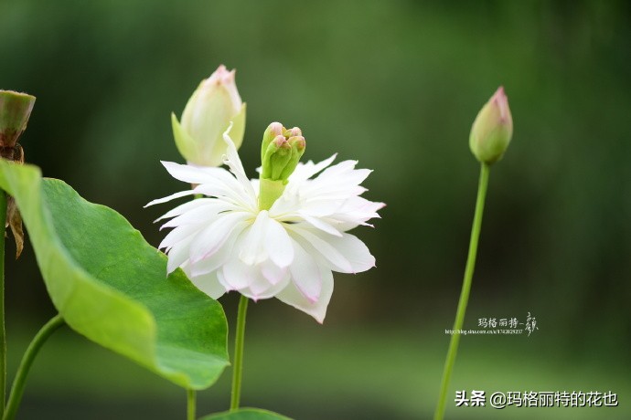 我的碗莲种子,碗莲的种植方法新手必看